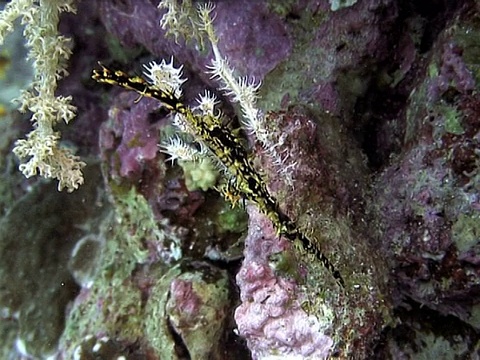 丑角管鬼鱼。Dahab,红海视频素材