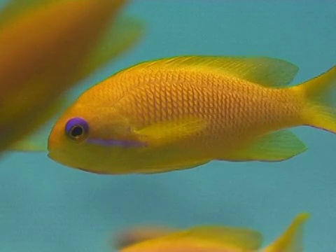 Anthias (Pseudanthias squamipinnis)。Dahab,红海视频素材