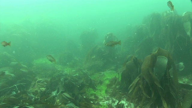 波洛克。英吉利海峡群岛视频素材