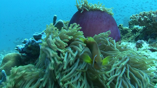 海葵的触角在鱼的上面。马尔代夫、印度洋。视频素材