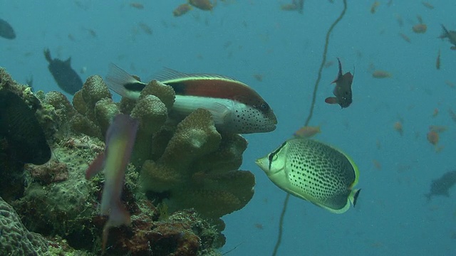 hawkfish望。马尔代夫、印度洋。视频素材