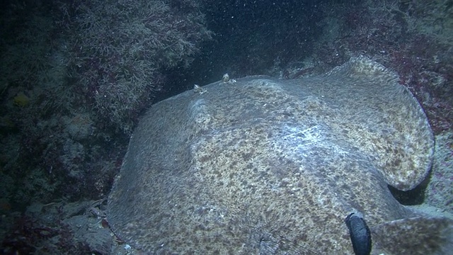 电鳐。英吉利海峡群岛视频素材