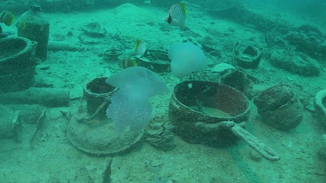 绢鳍蝴蝶鱼和水母。太平洋视频素材