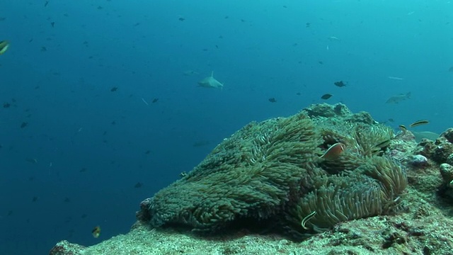 暗礁白鳍鲨(三齿鲨)倾斜从海葵到鲨鱼在水流中滑行到相机。帕劳群岛,西太平洋视频素材