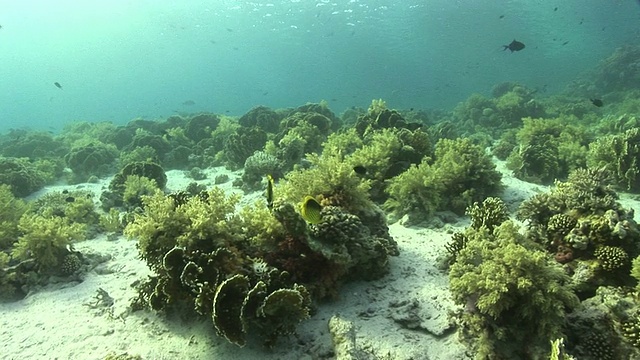 浣熊蝴蝶鱼。珊瑚礁。红海视频素材