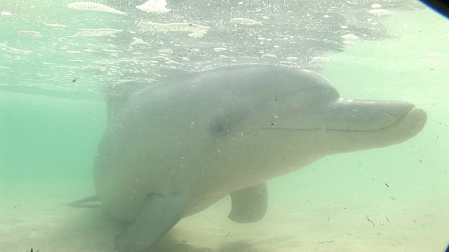 宽吻海豚(Tursiops trunccatus)。在浅滩。澳大利亚视频素材