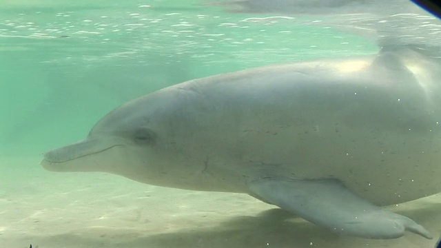 宽吻海豚(Tursiops trunccatus)。在浅滩。澳大利亚视频素材