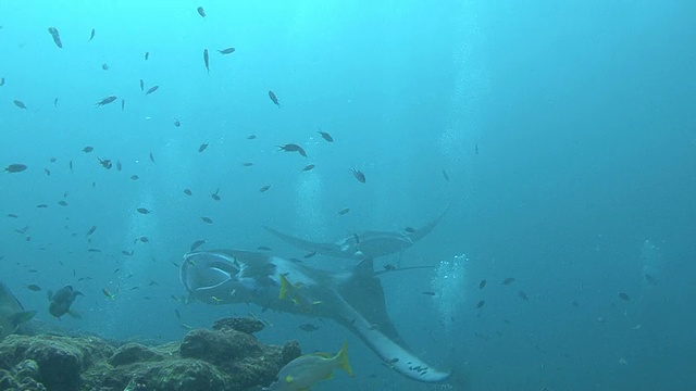 蝠鲼(Manta biristris)靠近，印度洋，马尔代夫视频素材