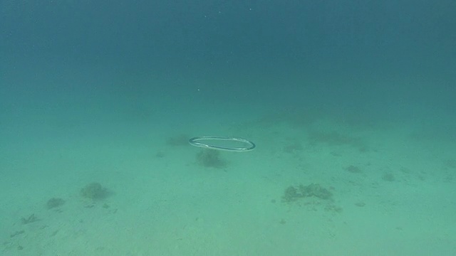 安迪吹泡泡圈，红海，埃及视频素材