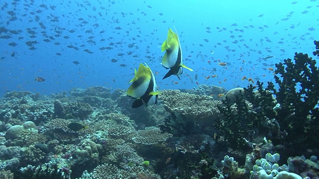 旗帜鱼(Heniochus indius)二托尼德照片，印度洋，马尔代夫视频素材