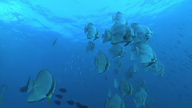 蝙蝠鱼(Platus tiera)的潜水员在喷线，西斯legorm，埃及红海视频素材