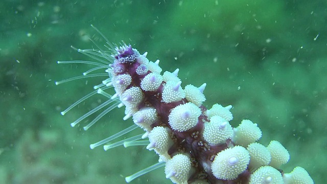 英吉利海峡常见海星(Marthasterias glacialis)在触须下露出脚。英国视频素材