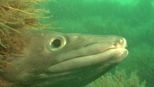 conger (conger conger looking out of hole，英语频道。英国视频素材