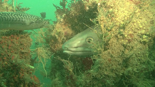 康格(Conger Conger)手喂，英语频道。英国视频素材