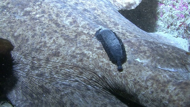 寄生电鳐(水雷虫)，根西岛，英吉利海峡，英国视频素材