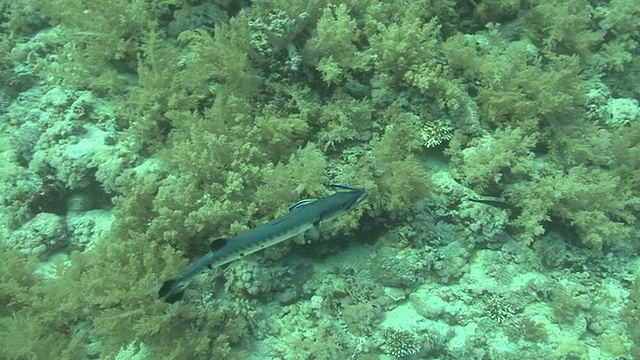 大梭鱼(Sphyreana barracuda)正在清理，红海，埃及视频素材