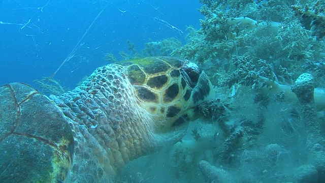 埃及红海，以软珊瑚为食的玳瑁龟(Eretmochelys imbriocata)视频素材