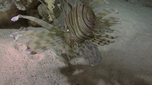 埃及红海，狮子鱼跟随鱼，夜间的影子视频素材