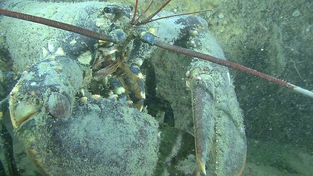 龙虾(Homarus gammarus)巨大的，攻击，在沉船上，英语频道，英国视频素材