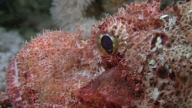 在埃及红海的蓟上，蝎子鱼(Scorpaenopsis oxycephala)夜间眼CU视频素材