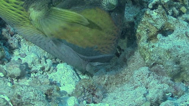 埃及红海，泰坦触发鱼(Balistoides virdescens)头部通气卵BCU视频素材