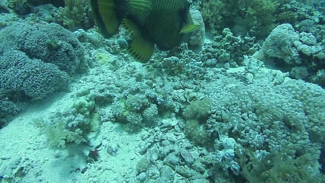 埃及红海，泰坦引发了鱼(Balistoides virdescens)威胁行为视频素材