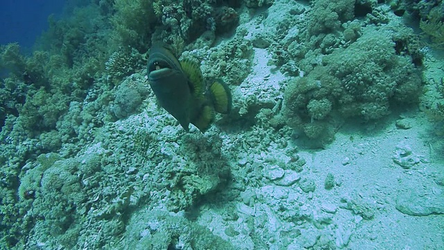 埃及红海，泰坦引发了鱼(Balistoides virdescens)威胁行为视频素材