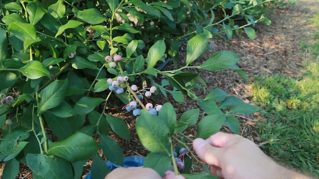 采摘蓝莓(高清)视频素材