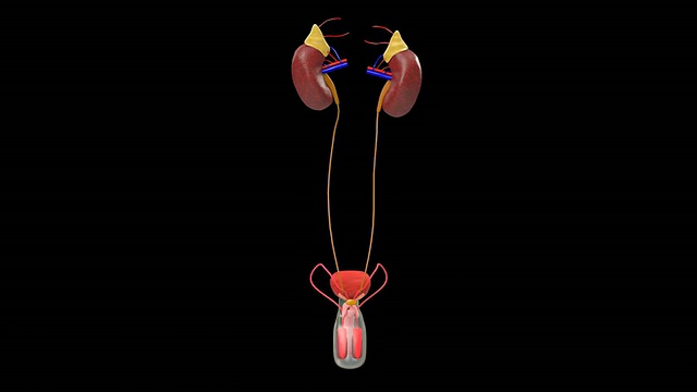 男性泌尿系统视频素材