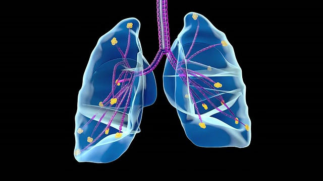 人类的肺视频素材