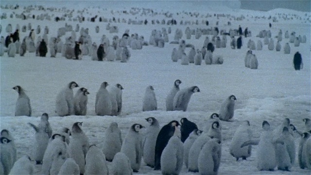 南极洲雪地上的帝企鹅幼崽视频素材