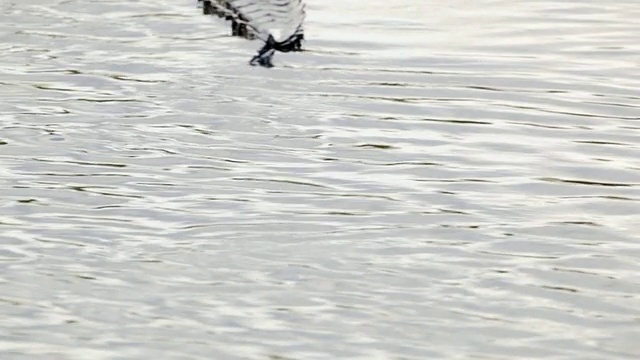 美国短吻鳄在大沼泽地里游走视频素材