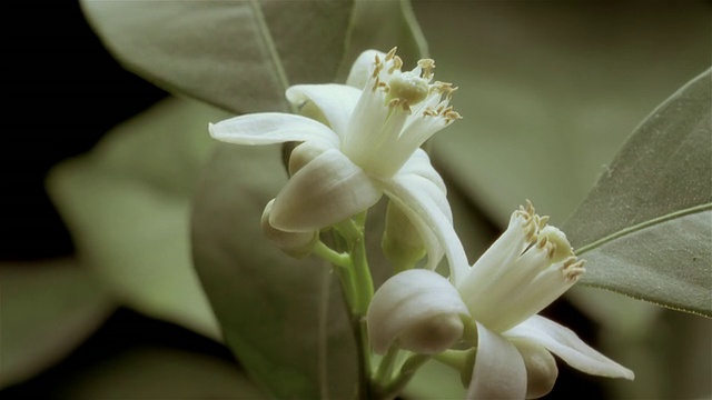 T/L, CU，白色花朵开放视频素材
