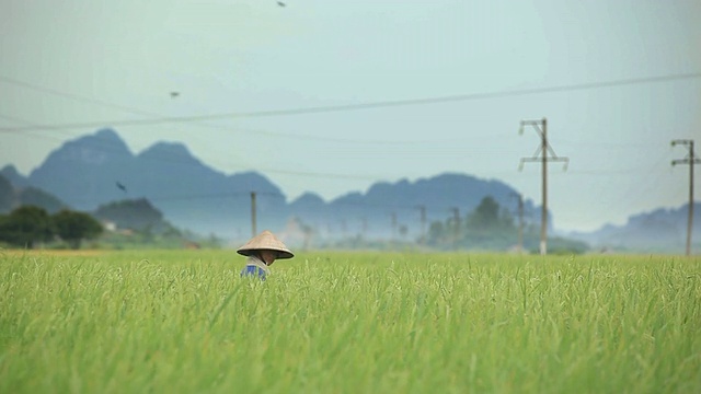 稻田里的越南农民视频素材