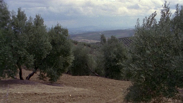 WS, PAN, Olive groves, Cordoba, Andalucia，西班牙视频素材