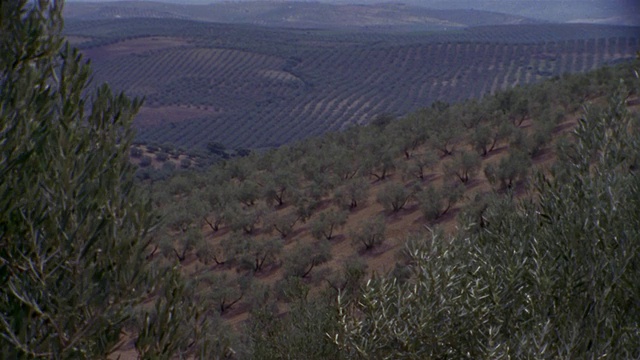 WS, HA, Olive groves, Cordoba, Andalucia，西班牙视频素材