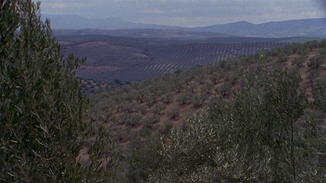 WS, HA, Olive groves, Cordoba, Andalucia，西班牙视频素材