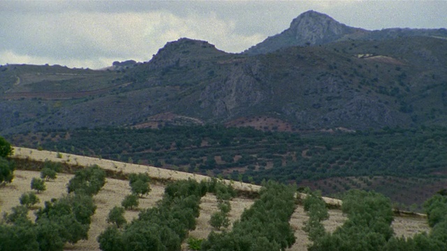 WS, Olive groves, Cordoba, Andalucia，西班牙视频素材