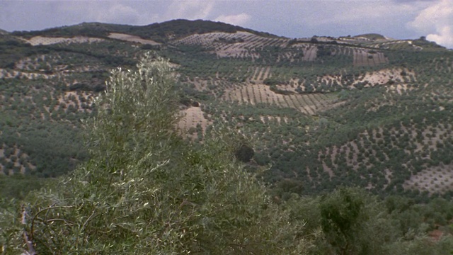 WS, PAN, Olive groves, Cordoba, Andalucia，西班牙视频素材