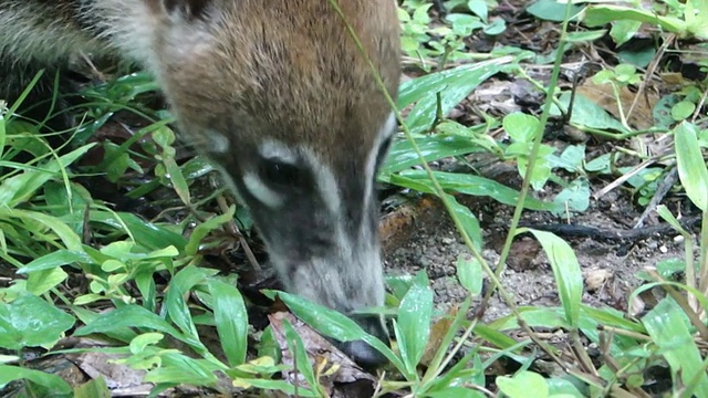 Coatimundi在危地马拉蒂卡尔觅食视频素材