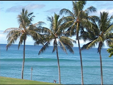 棕榈树和海景。视频素材