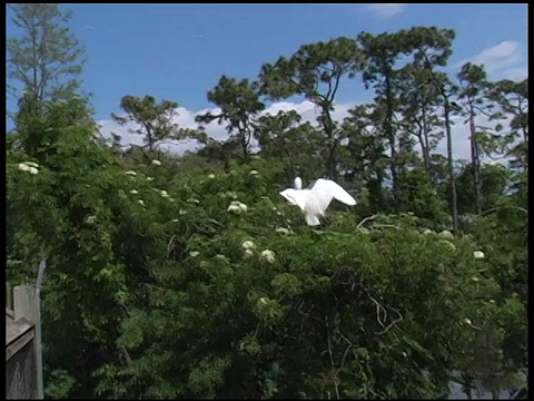 一对大白鹭站在短吻鳄旁边视频素材