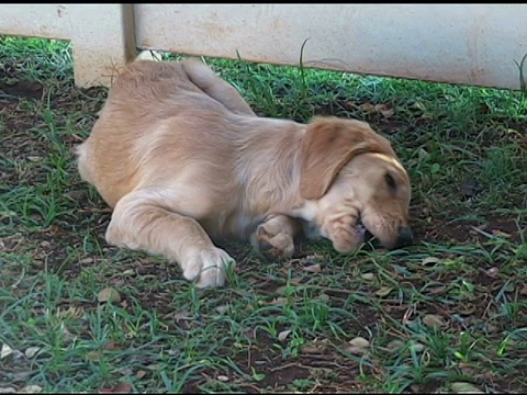 金毛猎犬小狗的咀嚼视频素材