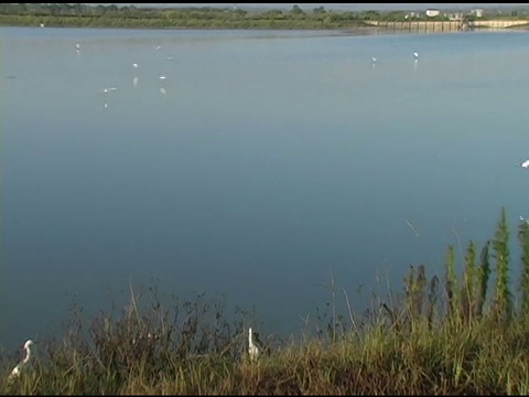 飞越湿地的白鹭视频素材