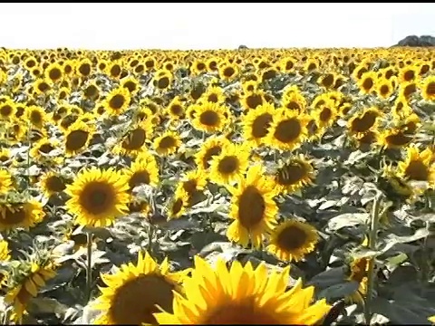 横穿向日葵田的潘视频素材