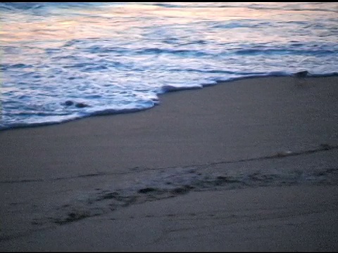 在海浪中觅食的砂磨鱼视频素材