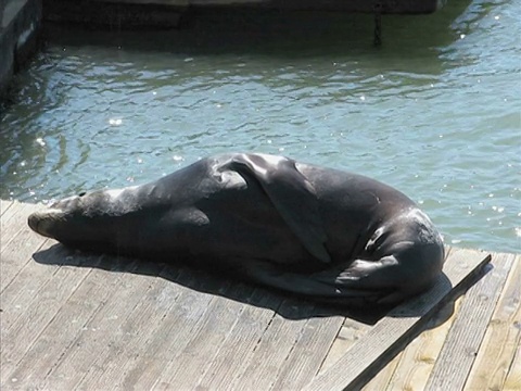 海狮视频素材