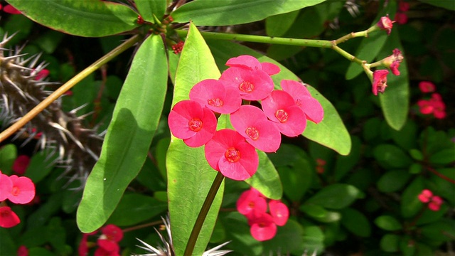 仙人掌花视频素材