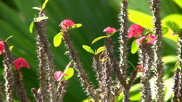 仙人掌的花视频素材