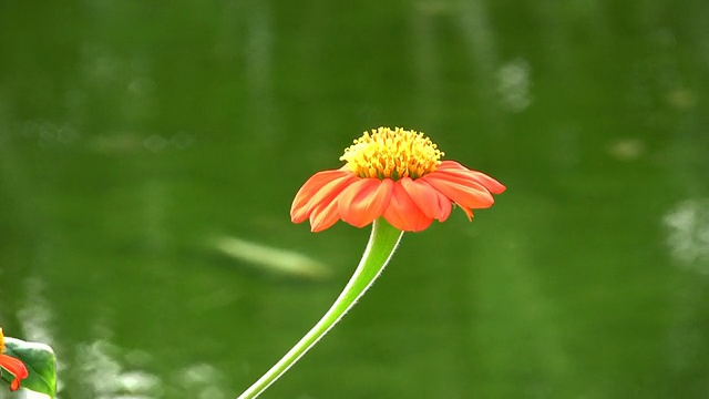 火炬花视频素材